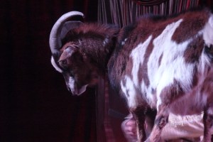 circus PAUWELS 07-04-12 095