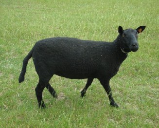 zwarte schaap