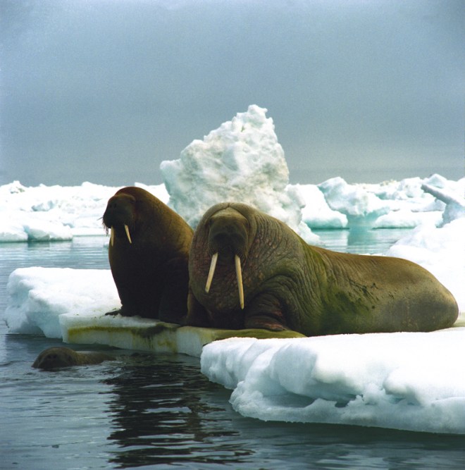 wim_van_passel_-_tijdloze_momenten