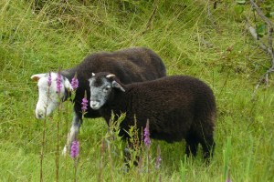Herdwick-Schapen-Westerplas