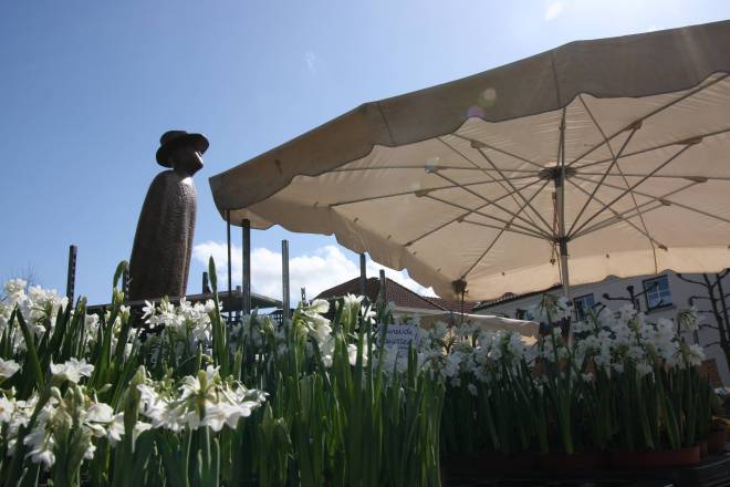 Folon fleuri IMG_7985