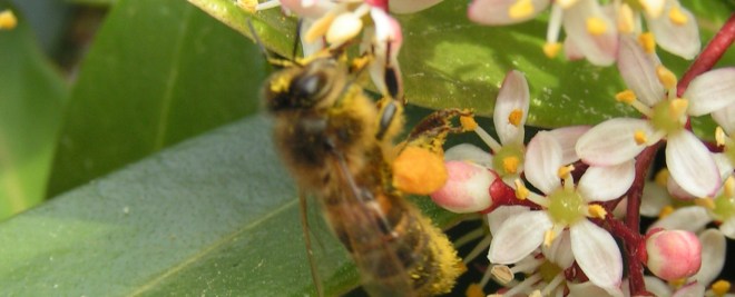 MINOLTA DIGITAL CAMERA