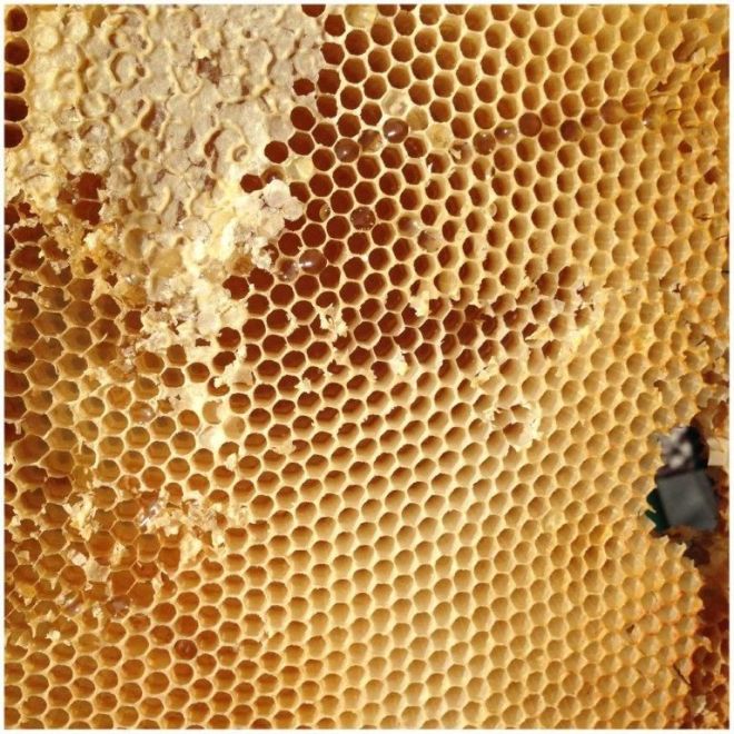 Honigraat - foto E. Czerniewski