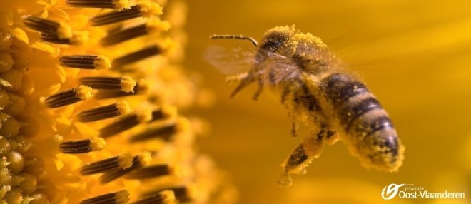 bij-vliegt-naar-gele-bloem_4915684
