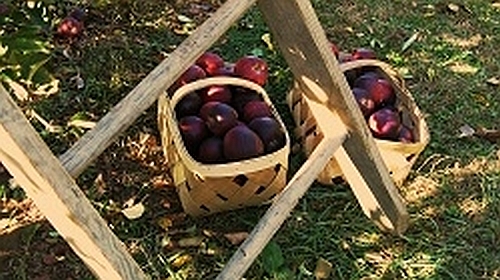 apples-399870_1280