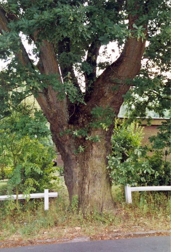 Sint-Martens-Latem_Sint-Martens-Latem_Hoge_Heirweg_Westelijke_knoteik_large